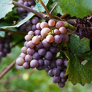 Red Wine Grapes