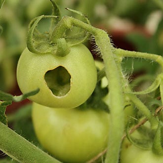 tomato with wormhole