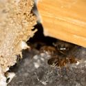 Cracks and crevices