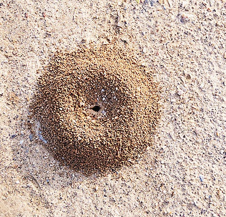 How to Treat Ant Hills