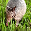 Armadillos