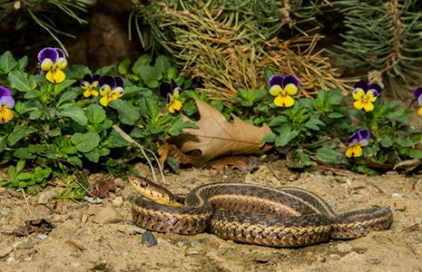 A Safe Method of Snake Repelling