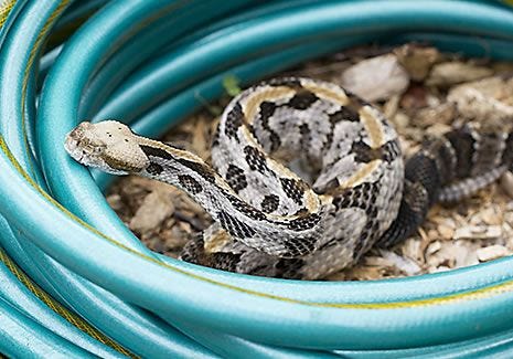 Snake among the leaves