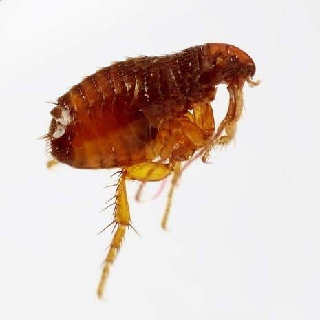 Why do fleas bite?