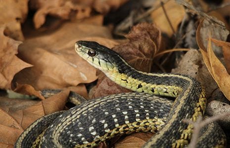 Snake among the leaves