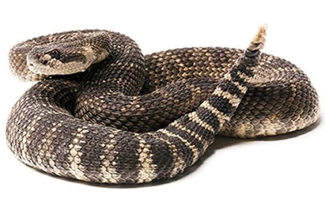 A Rattlesnake