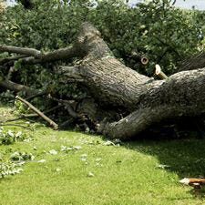 fallen tree